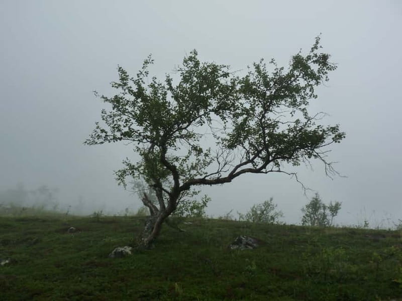 Bloody Stockholm: ghosts, horror and dark folklore 2h - Old Town Sights, Then the Story Takes Over