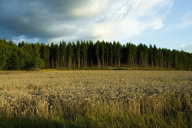 Evening Wildlife Safari from Stockholm - From Kungsbro strand to the twilight woods
