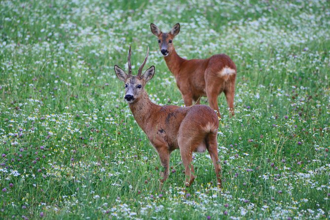 Evening Wildlife Safari from Stockholm - The 15-minute forest walk and Viking rune stones stop