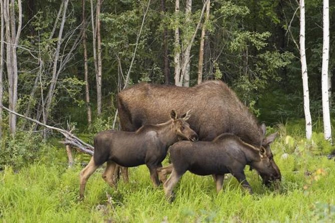 Evening Wildlife Safari from Stockholm - What your guide does well (names you might hear)