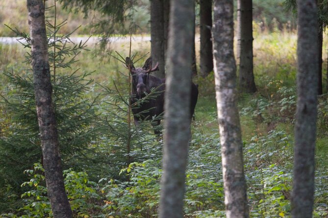 Evening Wildlife Safari Stockholm - Price and Value: Is $165.65 Worth It?