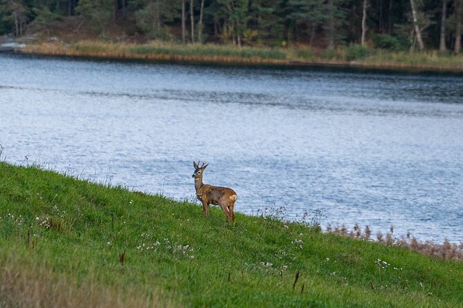 Evening Wildlife Safari with Campfire Dinner from Stockholm - Key things to know before you go