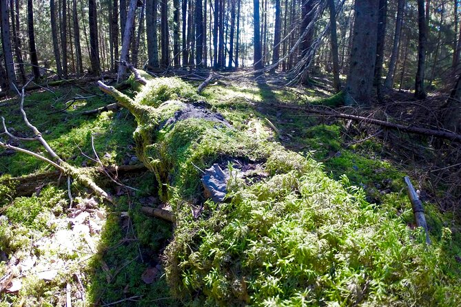 Evening Wildlife Safari with Campfire Dinner from Stockholm - The forest walk and frozen-lake moments you should plan for