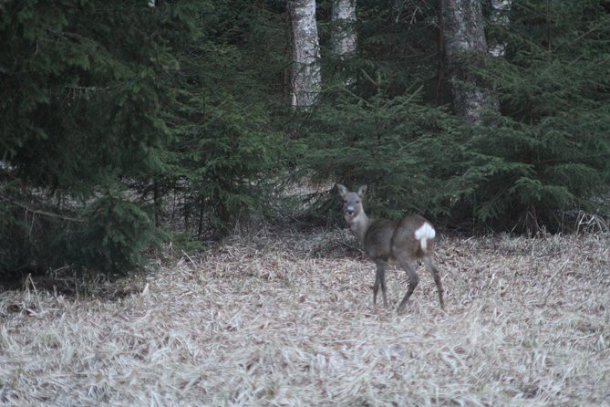 Evening Wildlife Safari with Campfire Dinner from Stockholm - Price check: how $166.76 stacks up for what you actually get