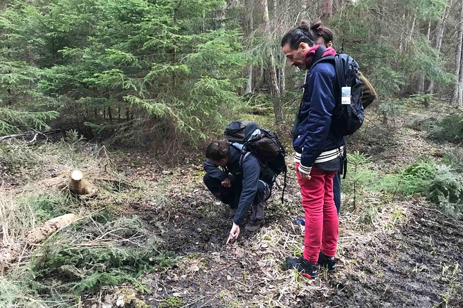 Evening Wildlife Safari with Campfire Dinner from Stockholm - The 18:00 to late-afternoon rhythm: what the evening feels like