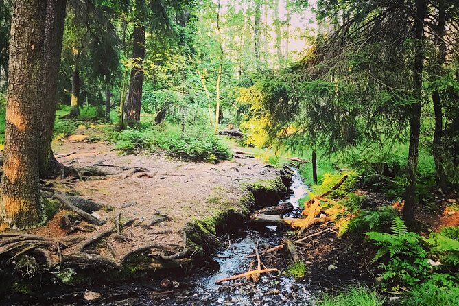 Forestbathing Slow Walking and Healing Spring Water, Stockholm - Lakeside fika: tea, snacks, and the quiet pause you came for