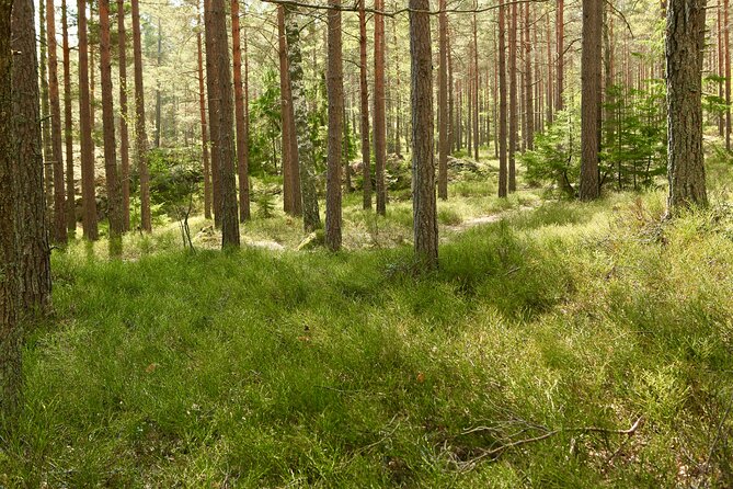Forestbathing Slow Walking and Healing Spring Water, Stockholm - Meditation with Alexandra: grounding you can actually feel