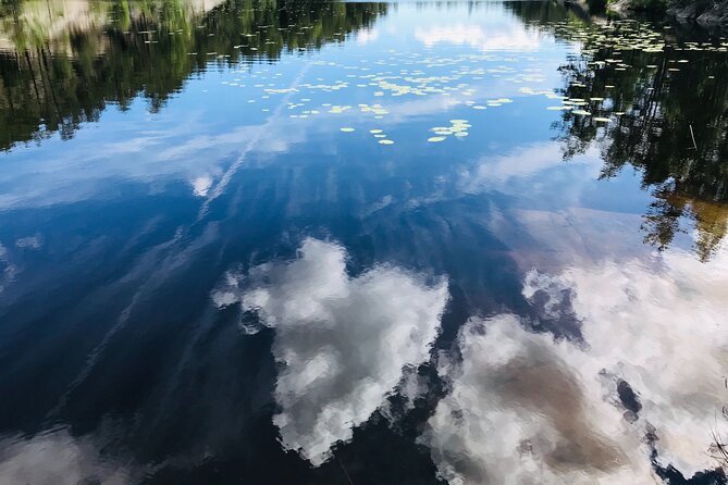 Forestbathing Slow Walking and Healing Spring Water, Stockholm - What’s included: private transport, plant-based snacks, and green tea