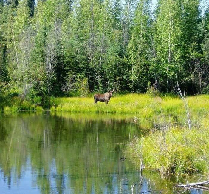 From Stockholm: Moose & Wildlife Safari with Campfire Dinner - Meeting the Green Trails crew and riding out of the city