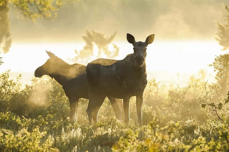 From Stockholm: Moose & Wildlife Safari with Campfire Dinner - Moose safari reality check: what you can count on, what you can’t