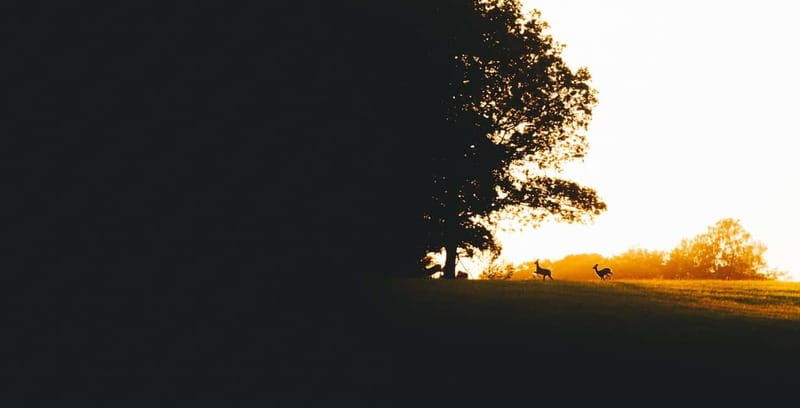 From Stockholm: Moose & Wildlife Safari with Campfire Dinner - What to bring (and what to wear) for a night in the forest