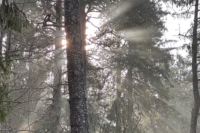 Icebathing and Sauna, Forest Hike and Fireplace Lunch - Private - Price and value: why it costs what it costs