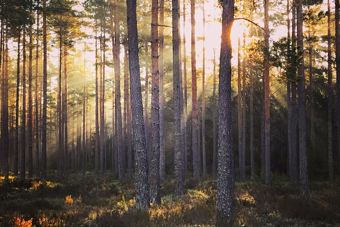 Midnight Sun and Campfire - National Park evening hike Stockholm - The Tyresta trails: easy walking, real forest focus