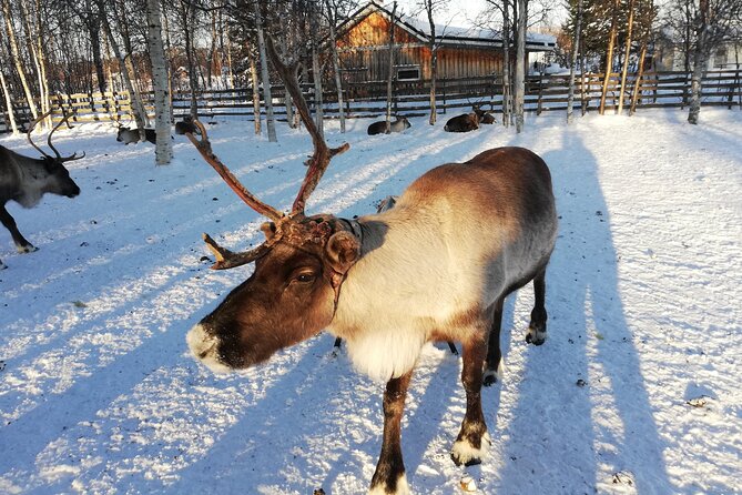 Stockholm Christmas Tour and Food Tasting Experience - Stop 2: Passing the German Church and Getting the Traditions Straight