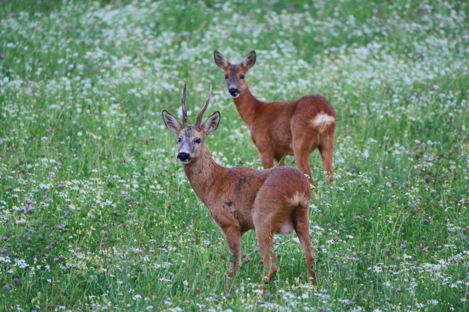 Stockholm: Evening Wildlife Safari with Midsummer Meal - Key Points I’d Prioritize Before You Go