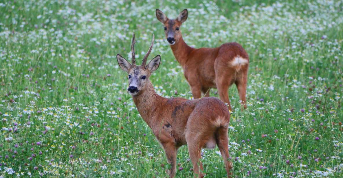 Stockholm: Evening Wildlife Safari with Midsummer Meal - Why This Dusk Safari Feels Worth It