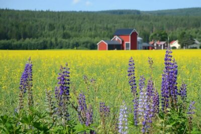 Stockholm: Evening Wildlife Safari with Midsummer Meal - The Van Ride Out: Getting Oriented Without Rushing