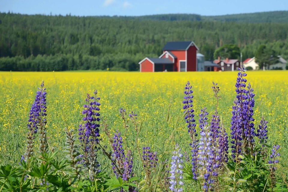 Stockholm: Evening Wildlife Safari with Midsummer Meal - The Van Ride Out: Getting Oriented Without Rushing