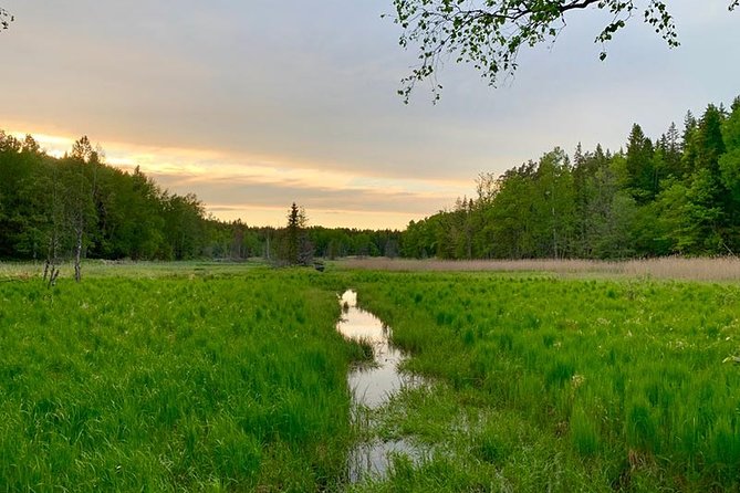 Stockholm: Sunset Hike in Tyresta National Park with Meal - Tyresta at dusk: Stockholm’s quiet side