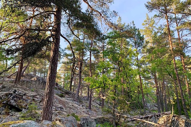 Stockholm: Sunset Hike in Tyresta National Park with Meal - What to pack: shoes, bug spray, and water (yes, water)